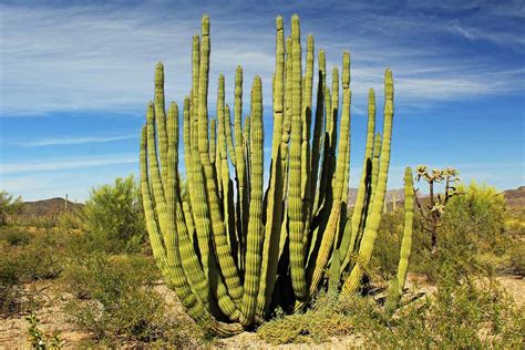How To Grow And Care For Organ Pipe Cactus Gardeners Path