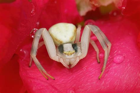 are crab spiders poisonous pest extinct