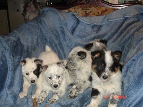 They have been dewormed at 2 and 3 weeks. Australian shepard - Blue heeler mixed Puppies for Sale in ...