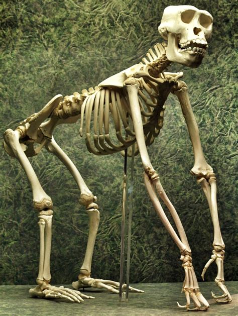 Young Gorilla Skeleton Huesos De Animales Anatomía Animal Dibujo