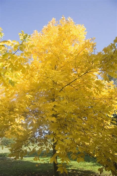 Hickory Trees Leaves Maintain A Bright Green Color Most Of The Year