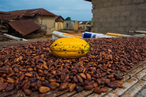 Mondelez Exhorte La Côte Divoire Et Le Ghana à Augmenter Les Rendements Du Cacao