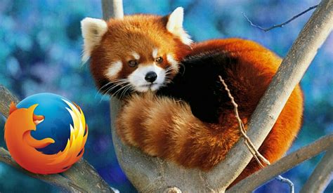 Small groups of animals with little opportunity for exchange between them face the risk of inbreeding, decreased genetic diversity, and even extinction. Mozilla Firefox Was Initially Called The Phoenix - FACTS ...
