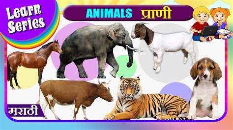 Pet Animals Name In Marathi Domestic Animals Name With Pictures