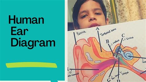 Ear Diagram How To Draw Human Ear Diagram With Labeling Humanear