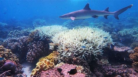 Coral Bleaching Scientists Find Way To Make Coral More Heat Resistant