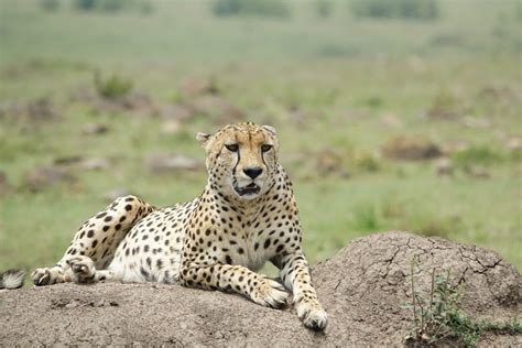 5 Days Kenya Wildlife Safari Visit And Tour Rwanda