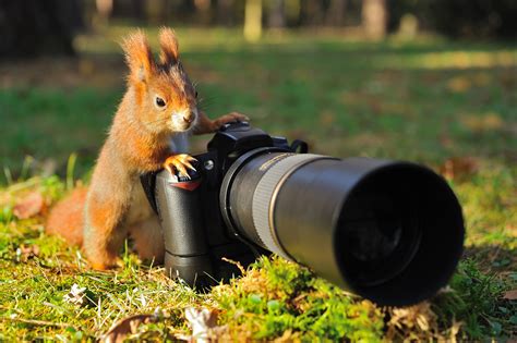 Tips For Birding And Wildlife Photography Bandh Explora