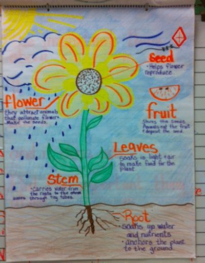 Were In Love With These 23 Fantastic 2nd Grade Anchor Charts Science