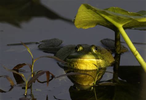 Maryland Biodiversity Project American Bullfrog Lithobates Catesbeianus