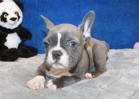 49 French Bulldog Breeder Long Island Pic Bleumoonproductions