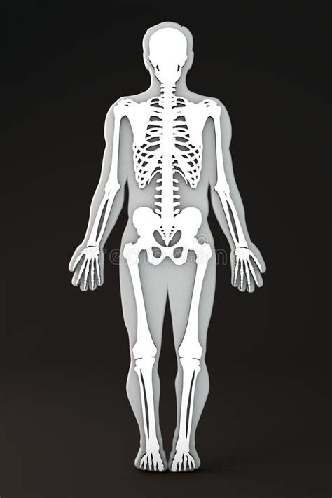 (1) backbone provides main support to the body. Section Of The Human Body Bones And Skeleton Stock ...