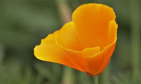 Fleurs Oranges La Liste Des 30 Plus Belles Variétés De Fleur Orange