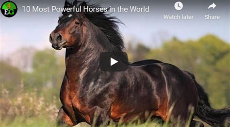 10 Most Powerful Horses In The World Largest Horse Breed Horses
