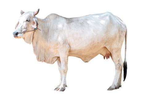 White Female Cow Isolated On Transparent Background White Clipping Path