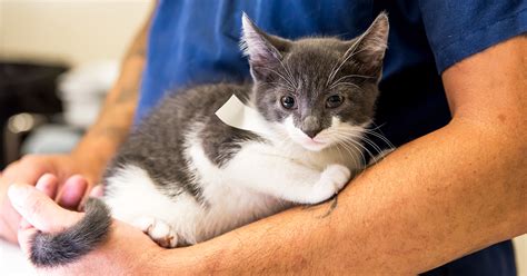 Cats can become such an intrinsic part of our lives that cat euthanasia is a very personal, very intimate decision. ASPCA Spay/Neuter Clinic for Rescue Professionals | ASPCA