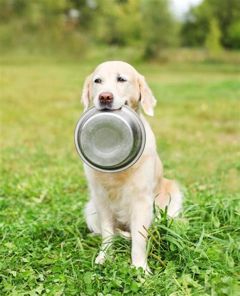 Golden Retriever Dog Holding Teeth Bowl Grass Stock Photos Free