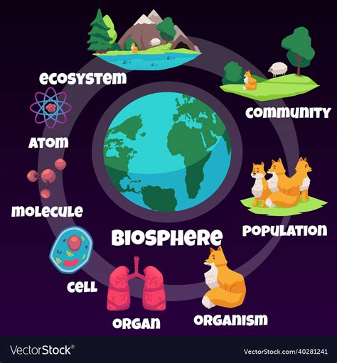 Infographic The Hierarchy Of Life Biology Lessons Pla