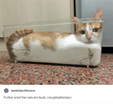 To Tastefully Offensive Further Proof That Cats Are Liquid Via