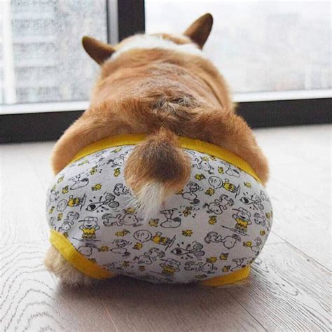 Worlds Greatest Gallery Of Corgi Butts