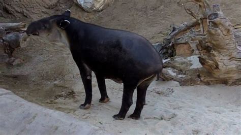 Some Tapirs Huge Dick Youtube