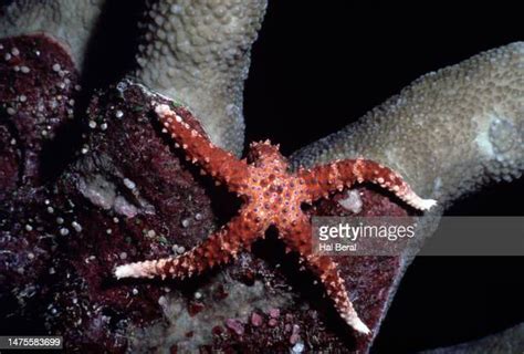 Giant Sea Star Photos And Premium High Res Pictures Getty Images