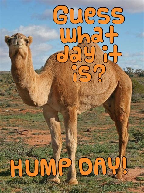 Love Humpday Hump Day Quotes Camels Funny Hump Day Pictures | My XXX