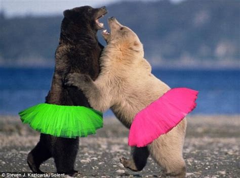 Dancing Bears 1Funny Com
