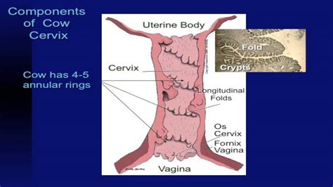 Lecture Part Reproductive System Of Cows Youtube