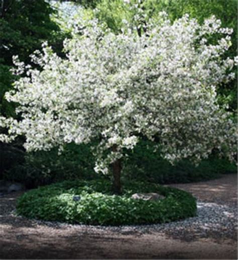 Snowdrift Crabapple Small Ornamental Trees Trees For Front Yard