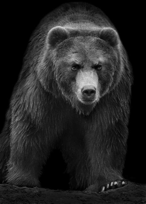 Homepage Of Wolf Ademeit Photographer Animals Grizzly Bear Tattoos