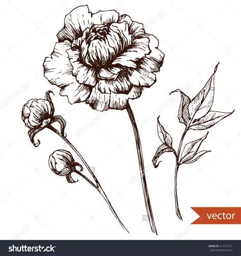 Pen And Ink Flower Drawing At Getdrawings Free Download
