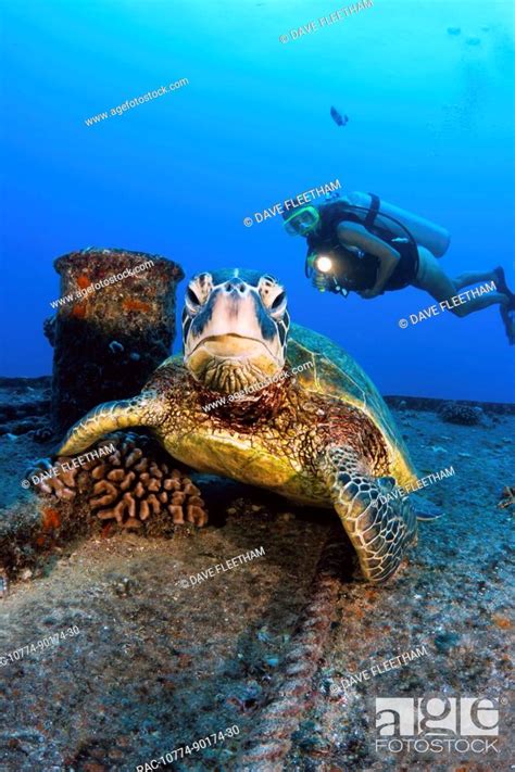 Hawaii Oahu Waikiki Diver Views A Green Sea Turtle Chelonia Mydas On