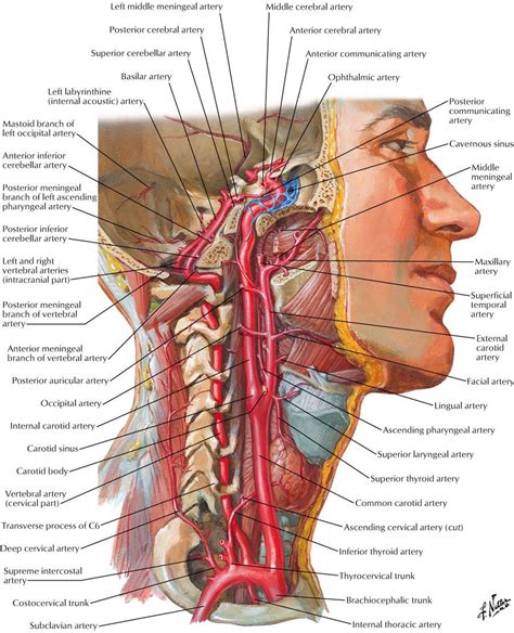 Carotid artery stenosis is a narrowing in the large arteries located on each side of the neck that carry blood to the head, face and brain. Neck and Carotid Arteries | Throat anatomy, Human body anatomy, Carotid artery