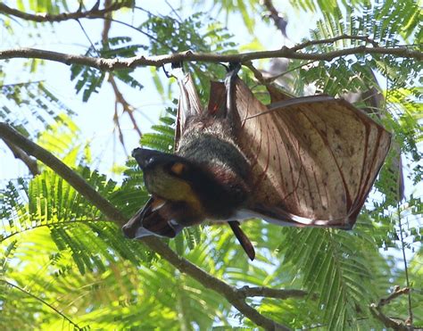 It has a black body and no tail. Don't Get Bit — The giant golden-crowned flying fox ...