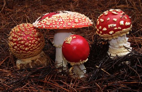 Bay Nature Magazine Mushrooms Of The San Francisco Bay Area In 2020