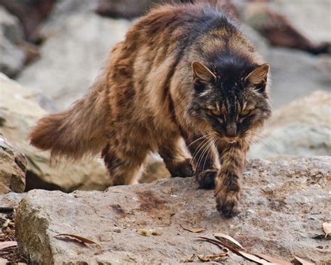 Wild Cats Of The Texas Hill Country