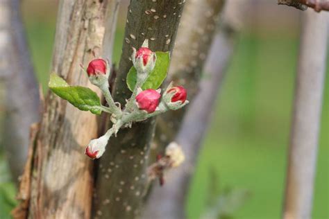 Ein apfelbaum profitiert vom regelmäßigem rückschnitt. Wann und wie Sie einen Apfelbaum schneiden - Anleitung