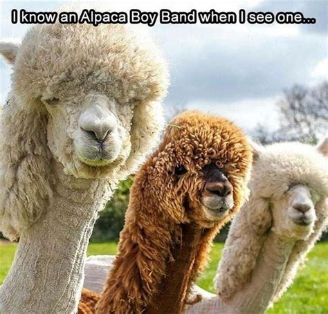 Funny Alpaca Meme Funny Animal Pictures Cute Funny Animals Funny Cute
