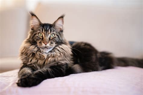Maine Coon Cat Breed Profile Characteristics And Care