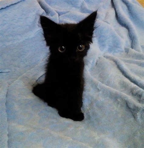 Little Black Kitten Rsootsprites