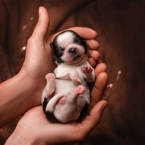 Newborn Shih Tzu Puppies Cute Photos Of Babies Stock Photo Image Of