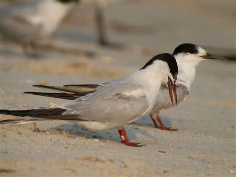 Laura's Birding Blog: Clay Taylor's banded Common Tern