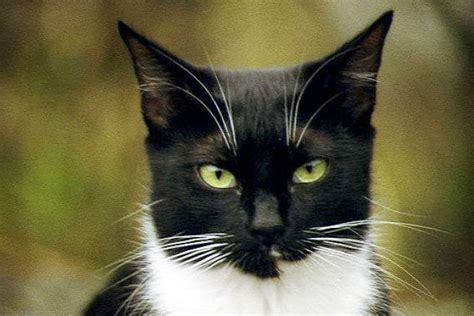 Black And White Cats With Yellow Eyes Cat Breeds Cats White Cats
