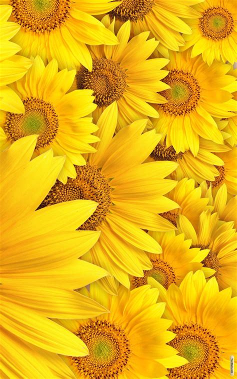 Yellow Sunflowera Yellow Wallpaper Tumblr Yellow Yellow Aesthetic