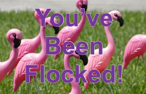 You've Been Flocked!