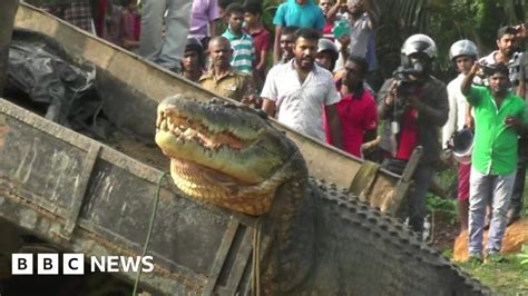 Large Crocodile Released Back Into River In Sri Lanka Bbc News