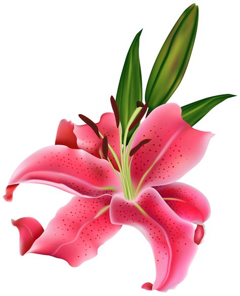 Tiger Lily Easter Lily Arum Lily Flower Clip Art Pink Flower Png