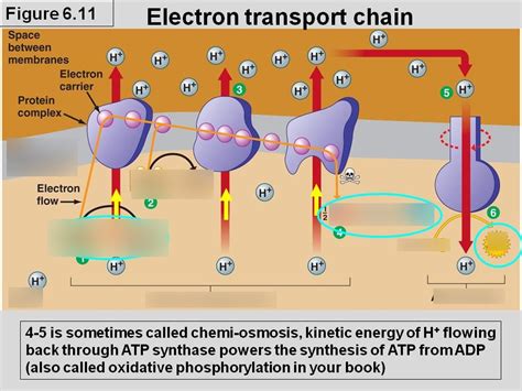 Electron Transport Chain And Chemiosmosis Diagram Quizlet