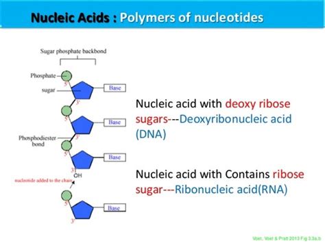 Nucleic Acid Polymer Structure Hot Sex Picture